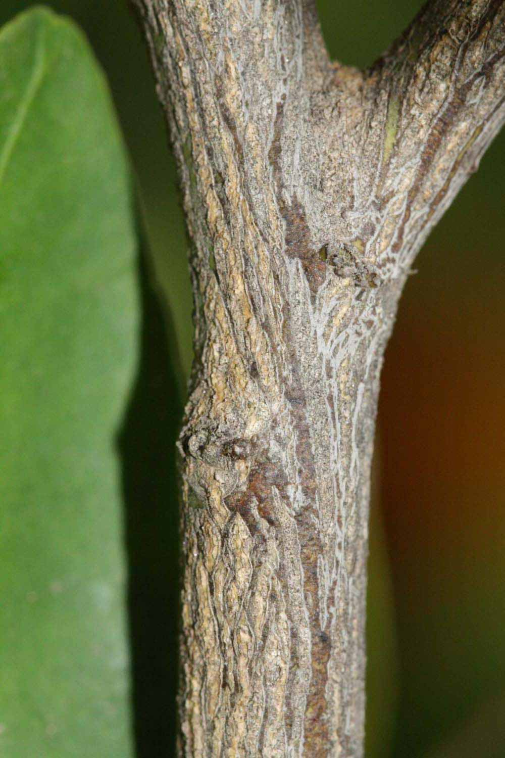              Second - third year twig (Riverside, CA)       